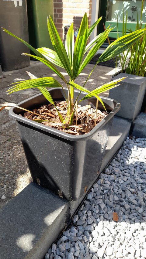 Trachycarpus Fortunei"